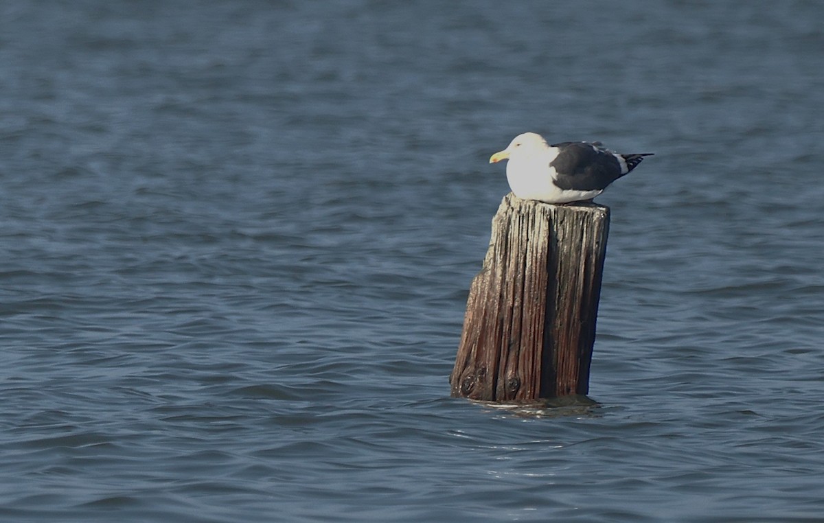 Goéland d'Audubon - ML646483190