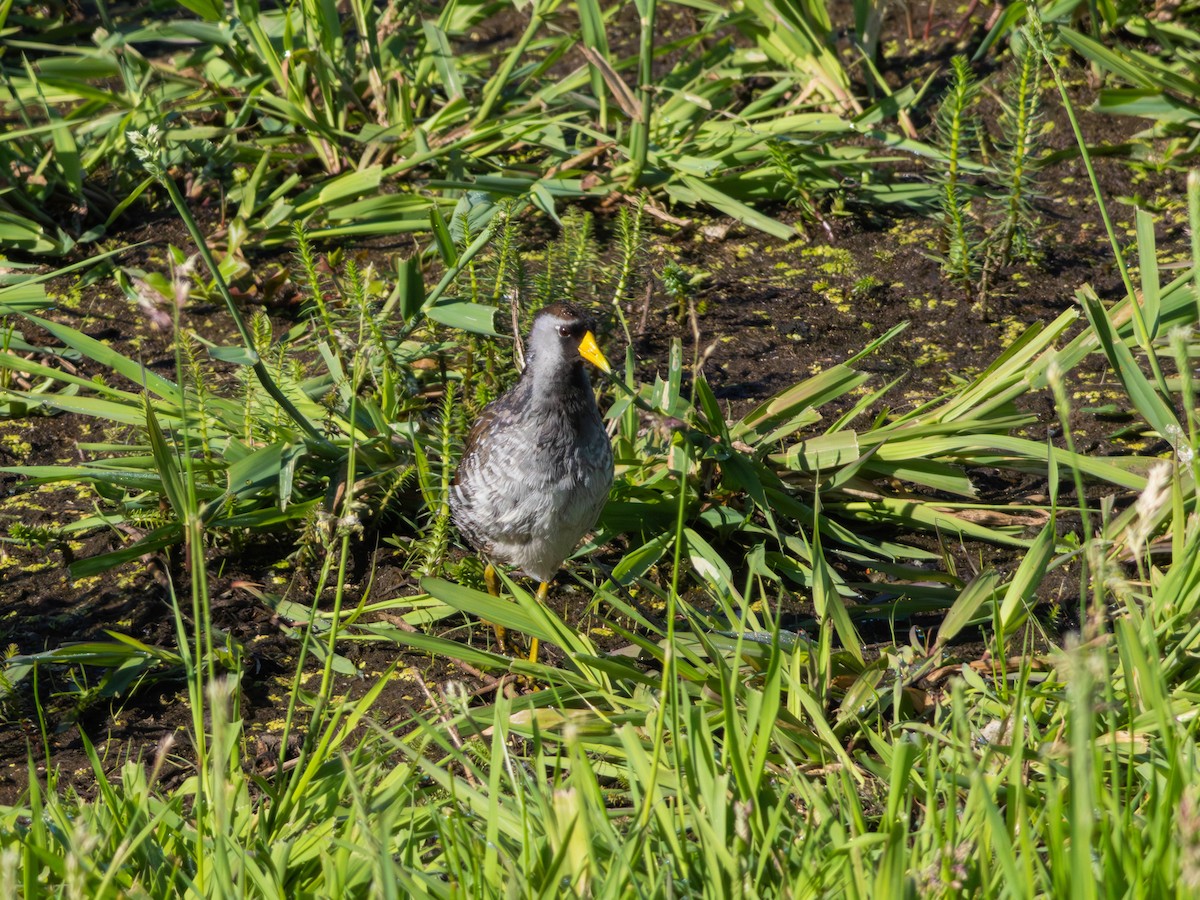 chřástal karolínský - ML646483194