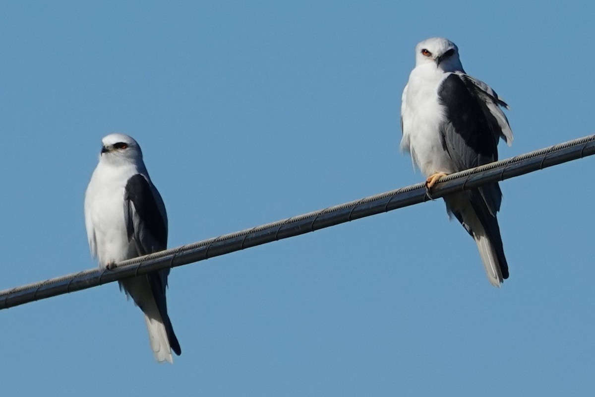 White-tailed Kite - ML646483197