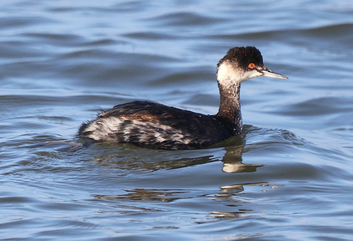 Grèbe à cou noir - ML646483198