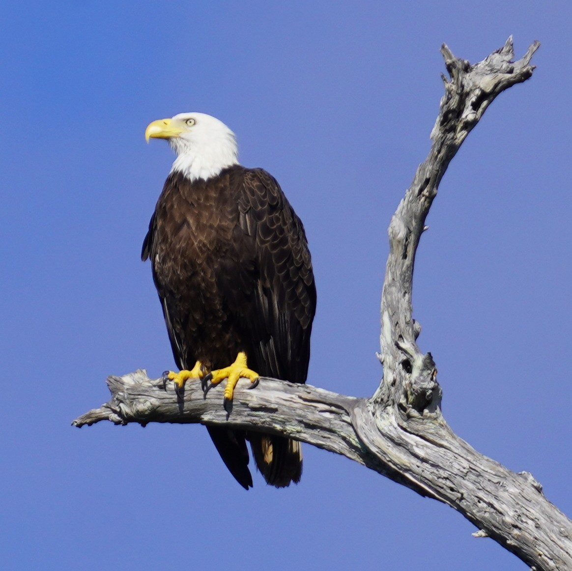 Bald Eagle - ML646483201