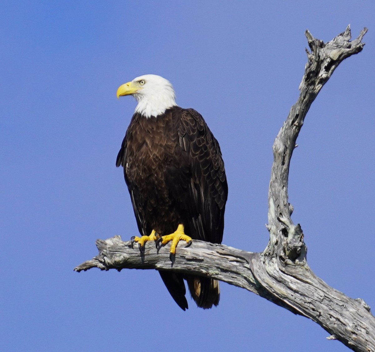 Bald Eagle - ML646483202