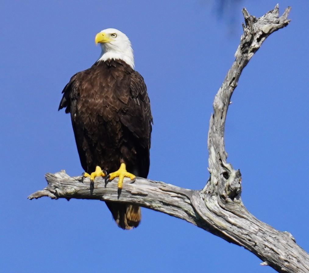 Bald Eagle - ML646483203