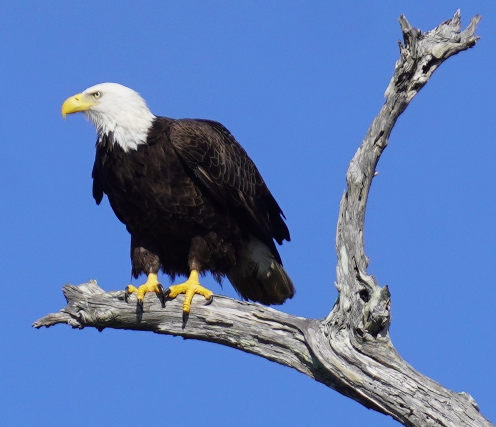 Bald Eagle - ML646483204