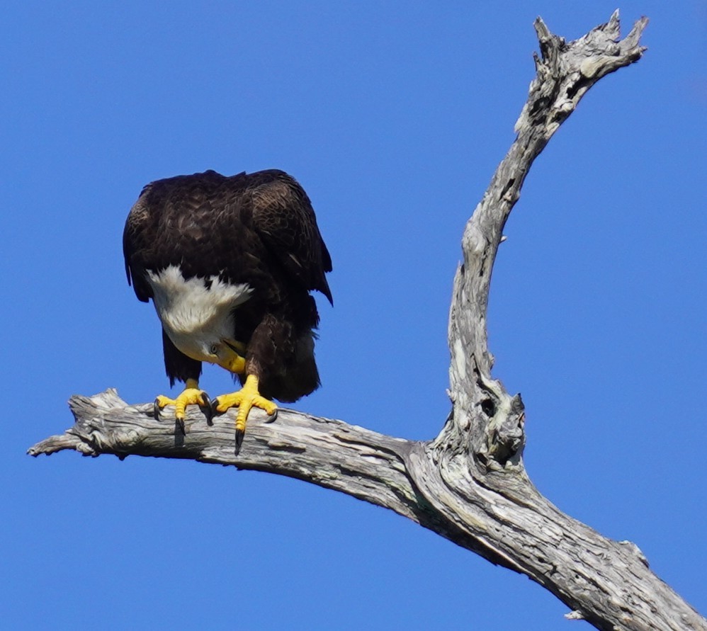 Bald Eagle - ML646483205