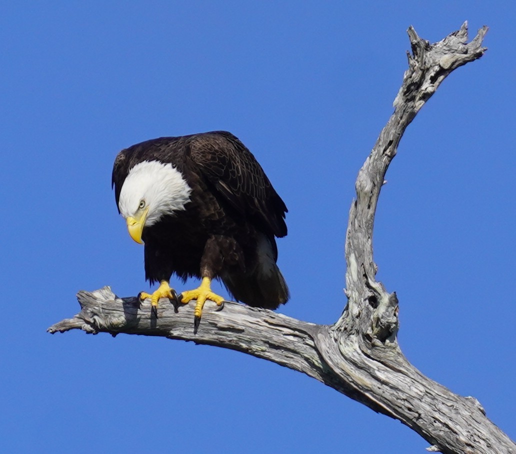 Bald Eagle - ML646483206