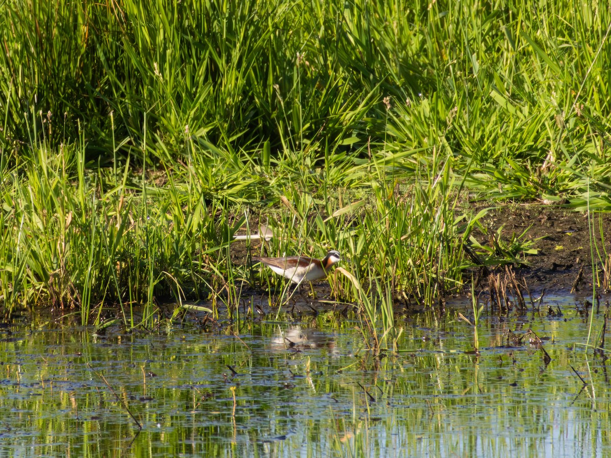 lyskonoh dlouhozobý - ML646483208