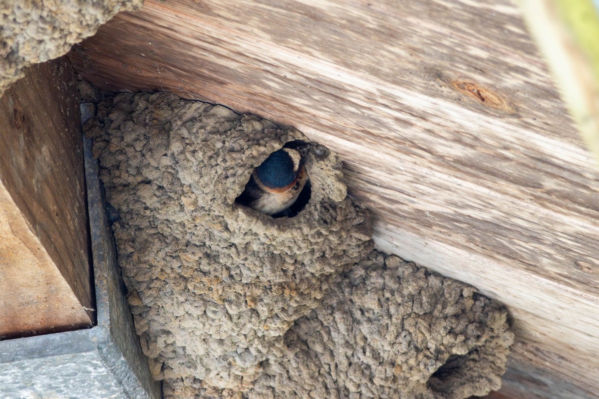 vlaštovka pestrá - ML646483213