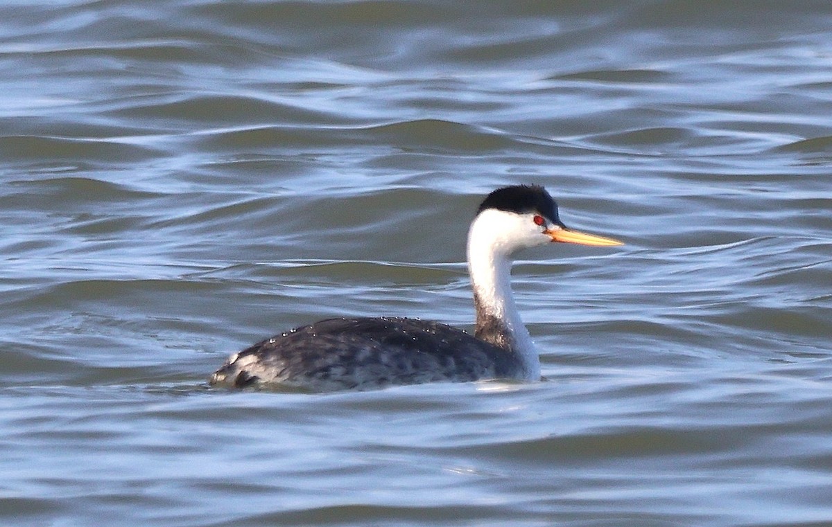 Grèbe à face blanche - ML646483215