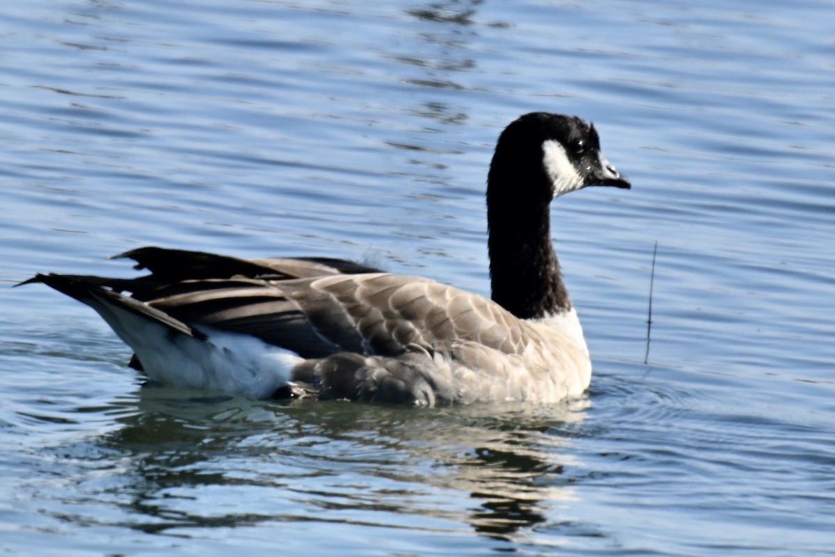 小加拿大雁 - ML646483222