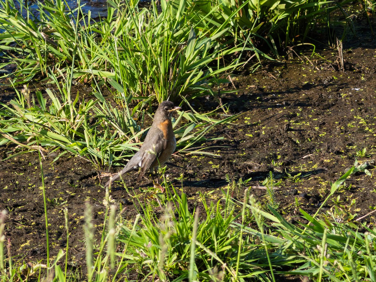 drozd stěhovavý - ML646483228