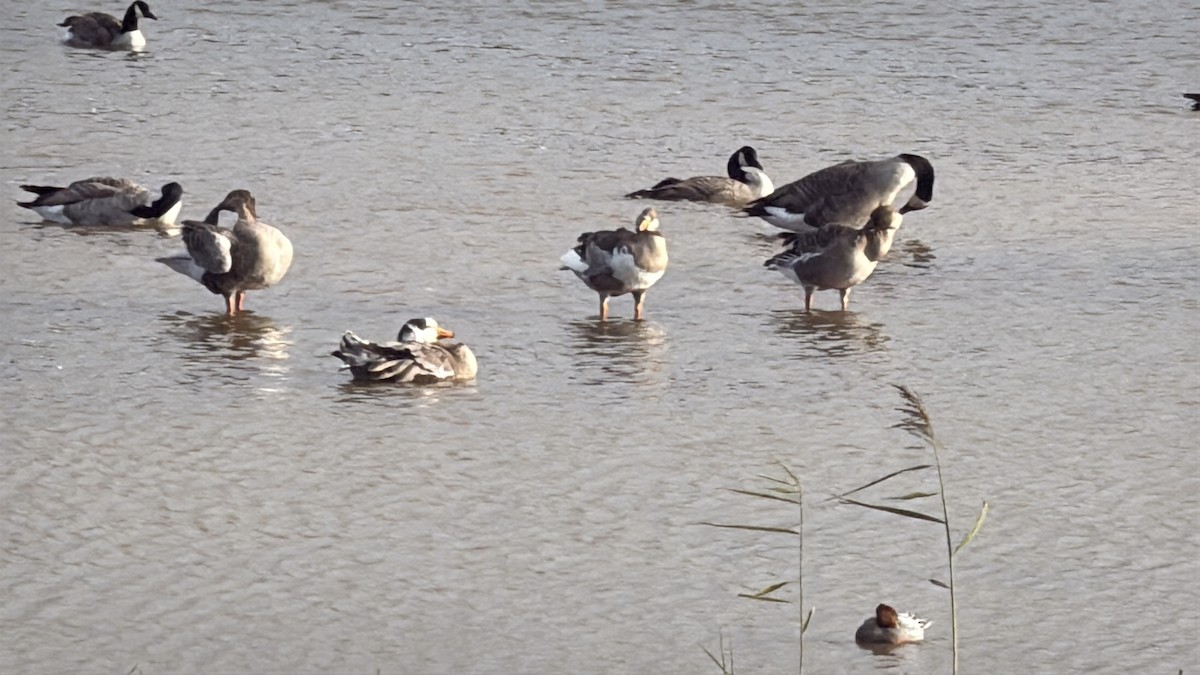 husa labutí - ML646483230