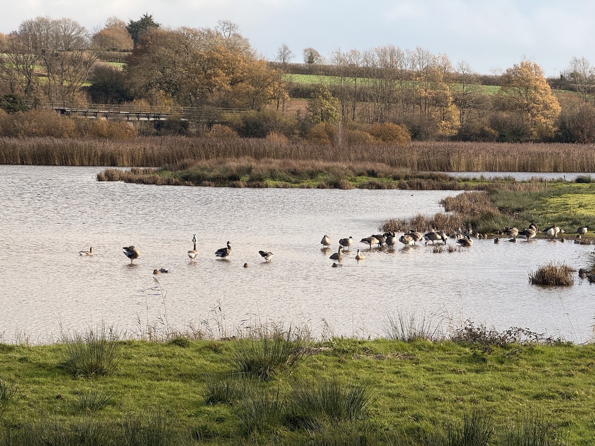 husa labutí - ML646483231