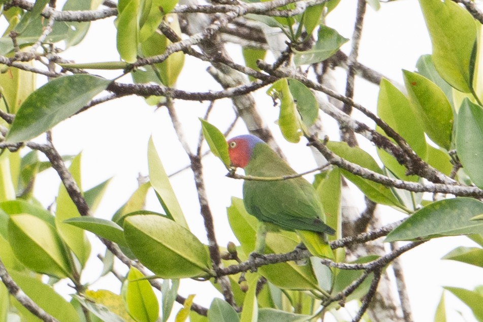 Лоріто червоноголовий - ML646483234