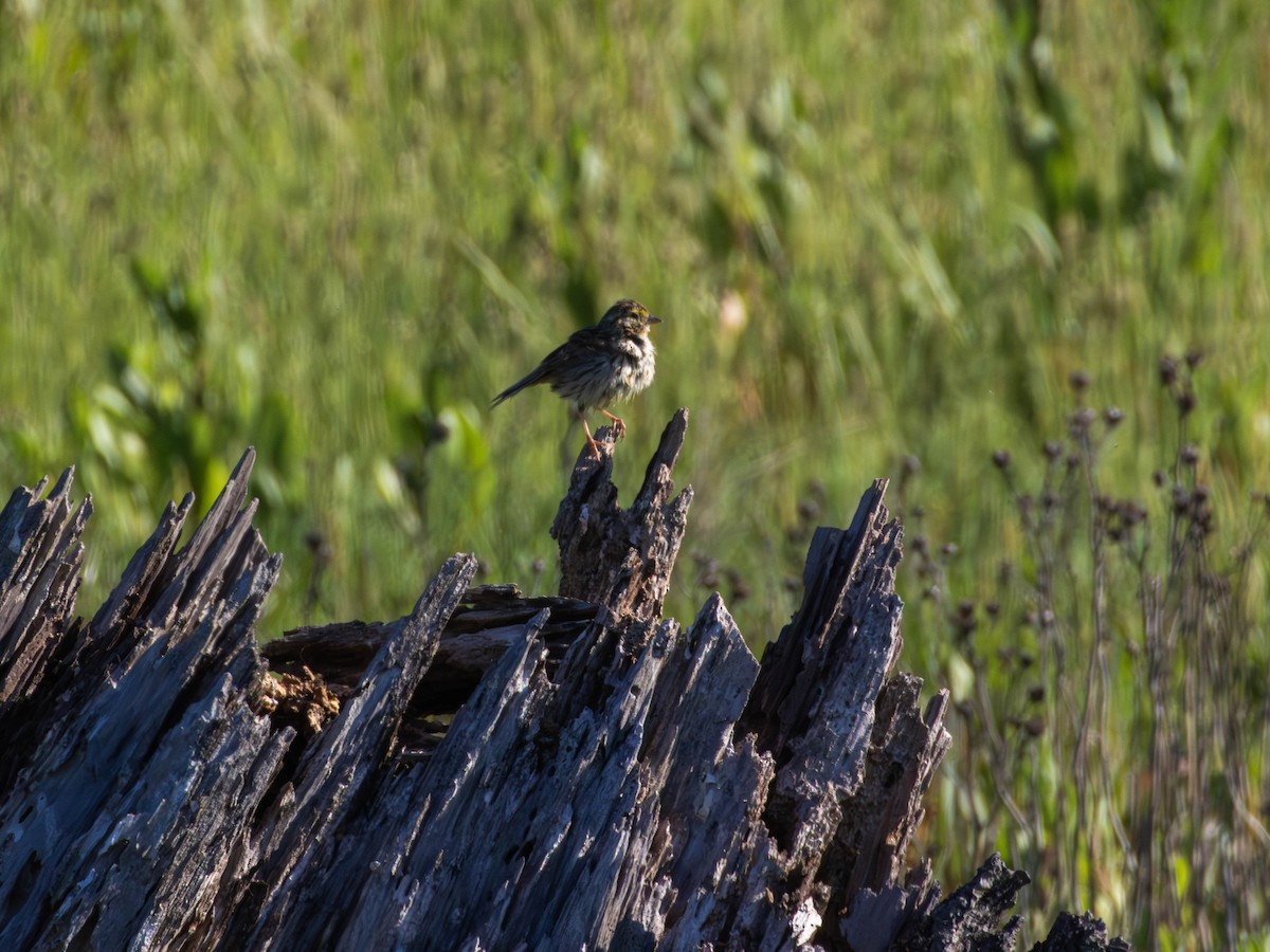 Savannah Sparrow - ML646483236