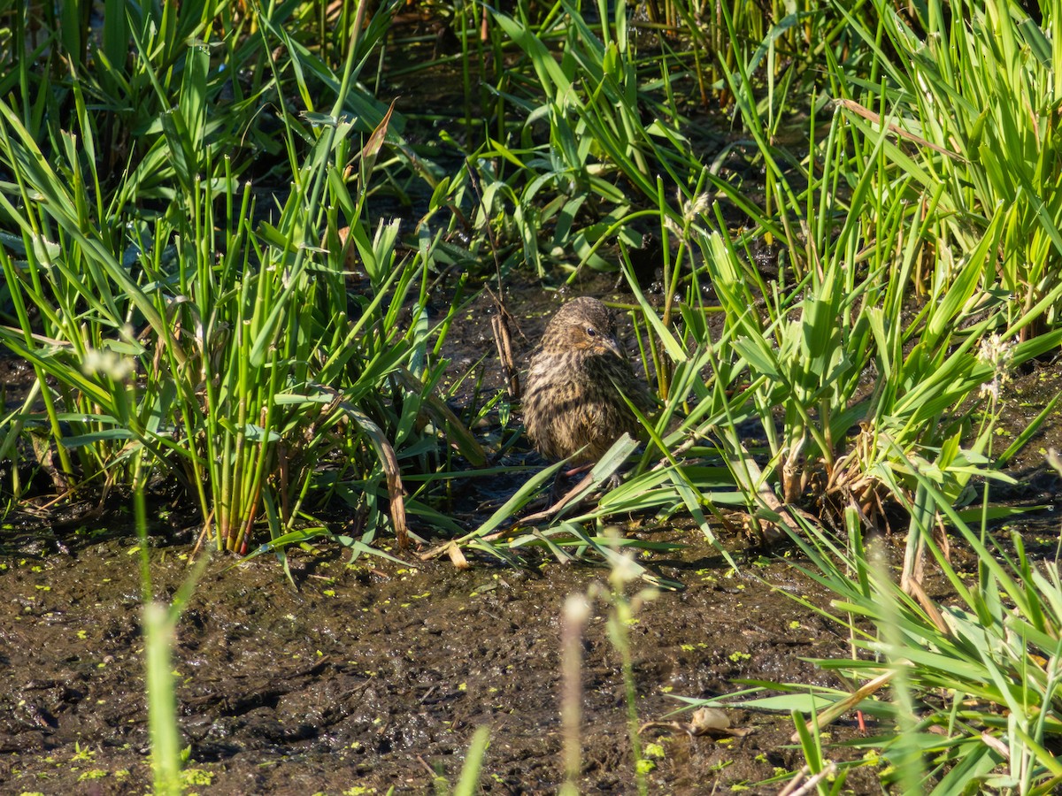 Song Sparrow - ML646483237
