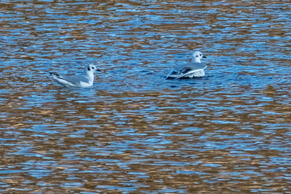 Bonaparte's Gull - ML646483238