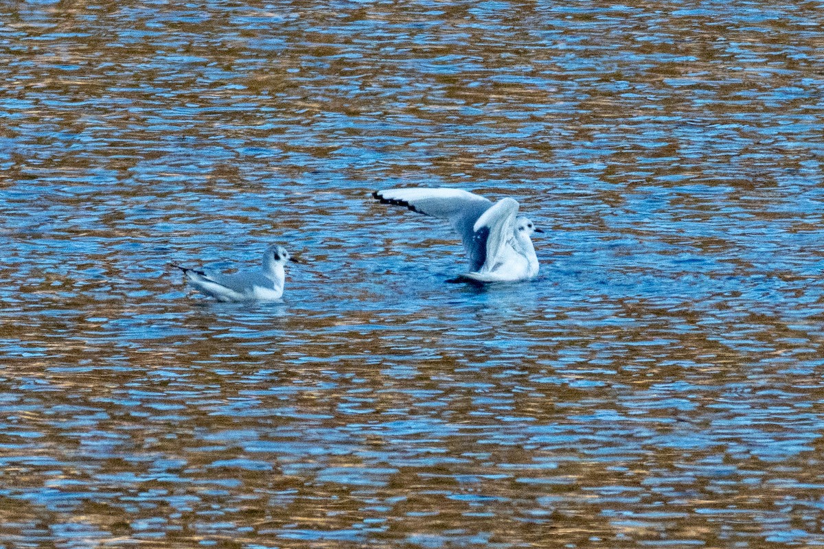 Bonaparte's Gull - ML646483239