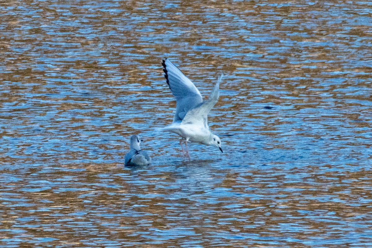 Bonaparte's Gull - ML646483240