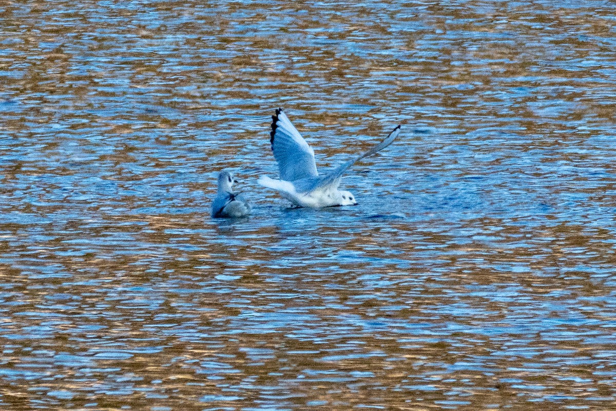Bonaparte's Gull - ML646483241