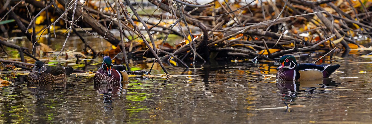 Wood Duck - ML646483242