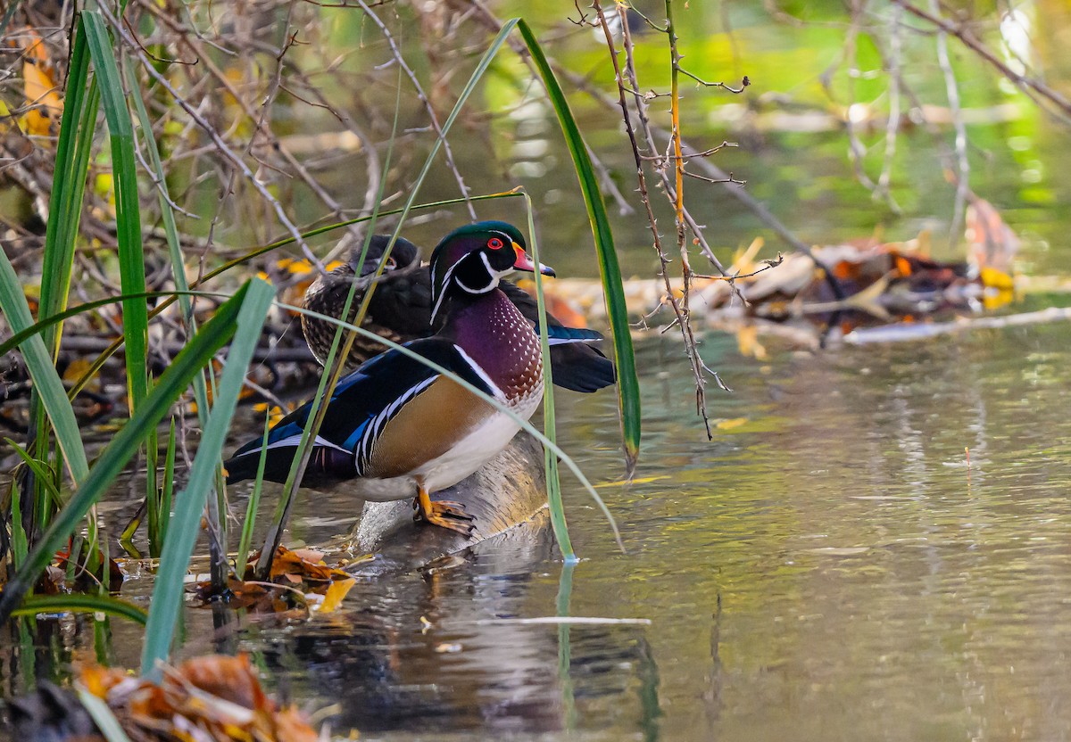 Wood Duck - ML646483243