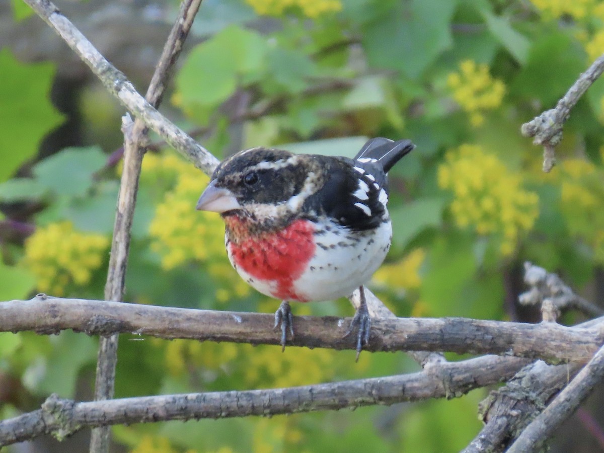 Розовогрудый толстонос - ML646483244