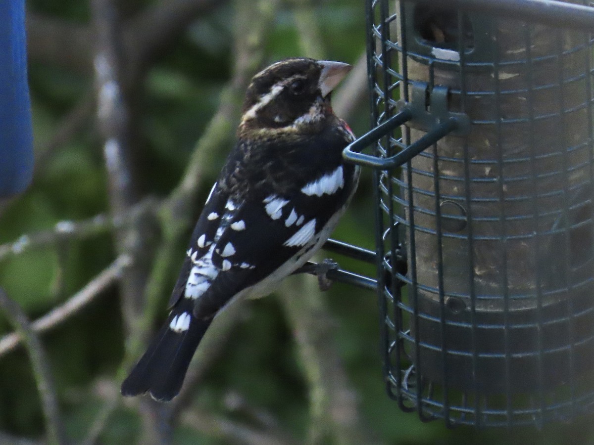 Розовогрудый толстонос - ML646483245