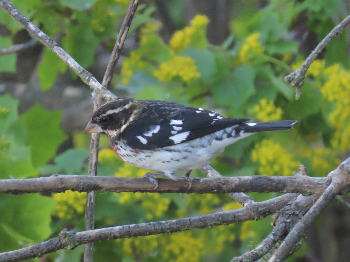 Розовогрудый толстонос - ML646483246