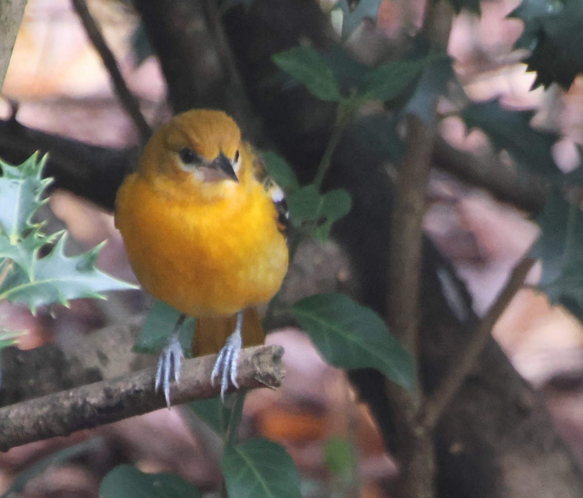 Балтиморский трупиал - ML646483247