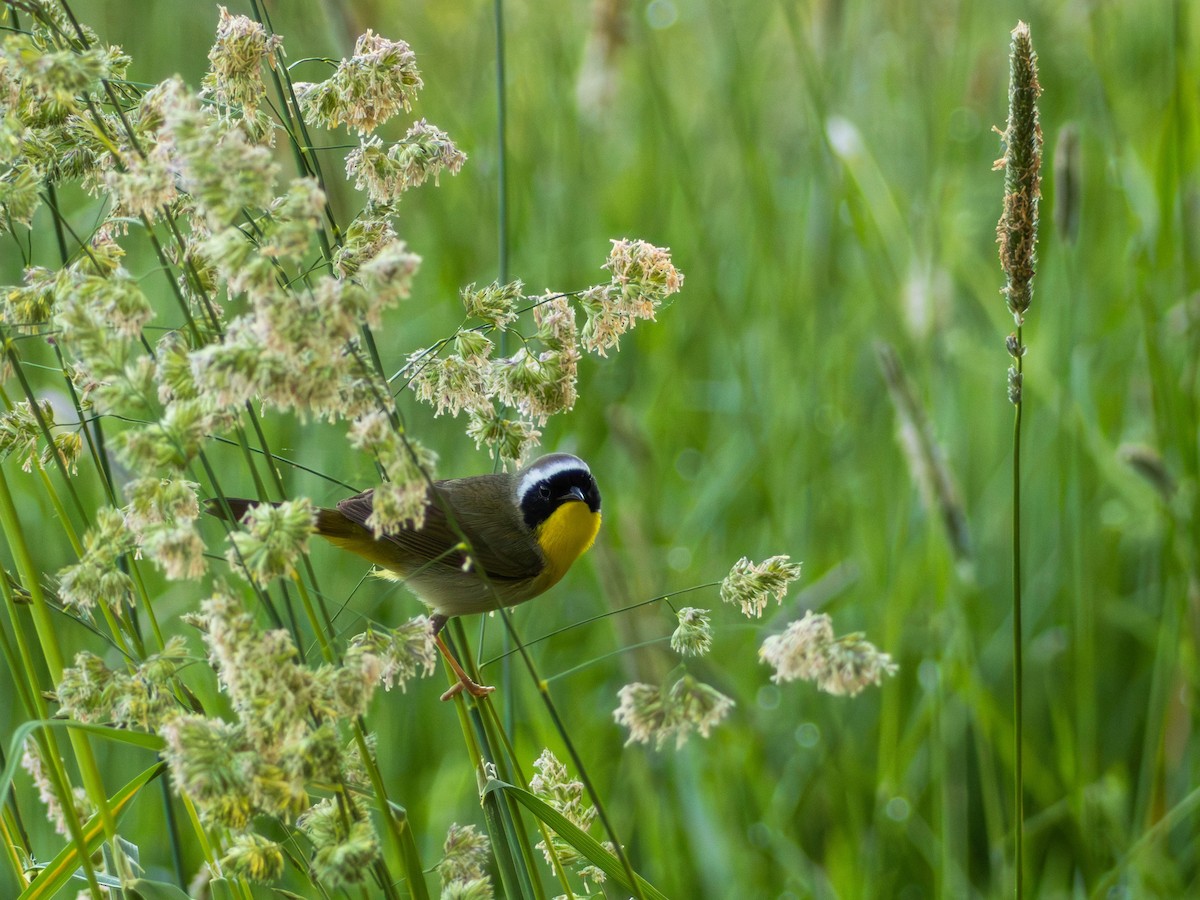 Common Yellowthroat - ML646483248
