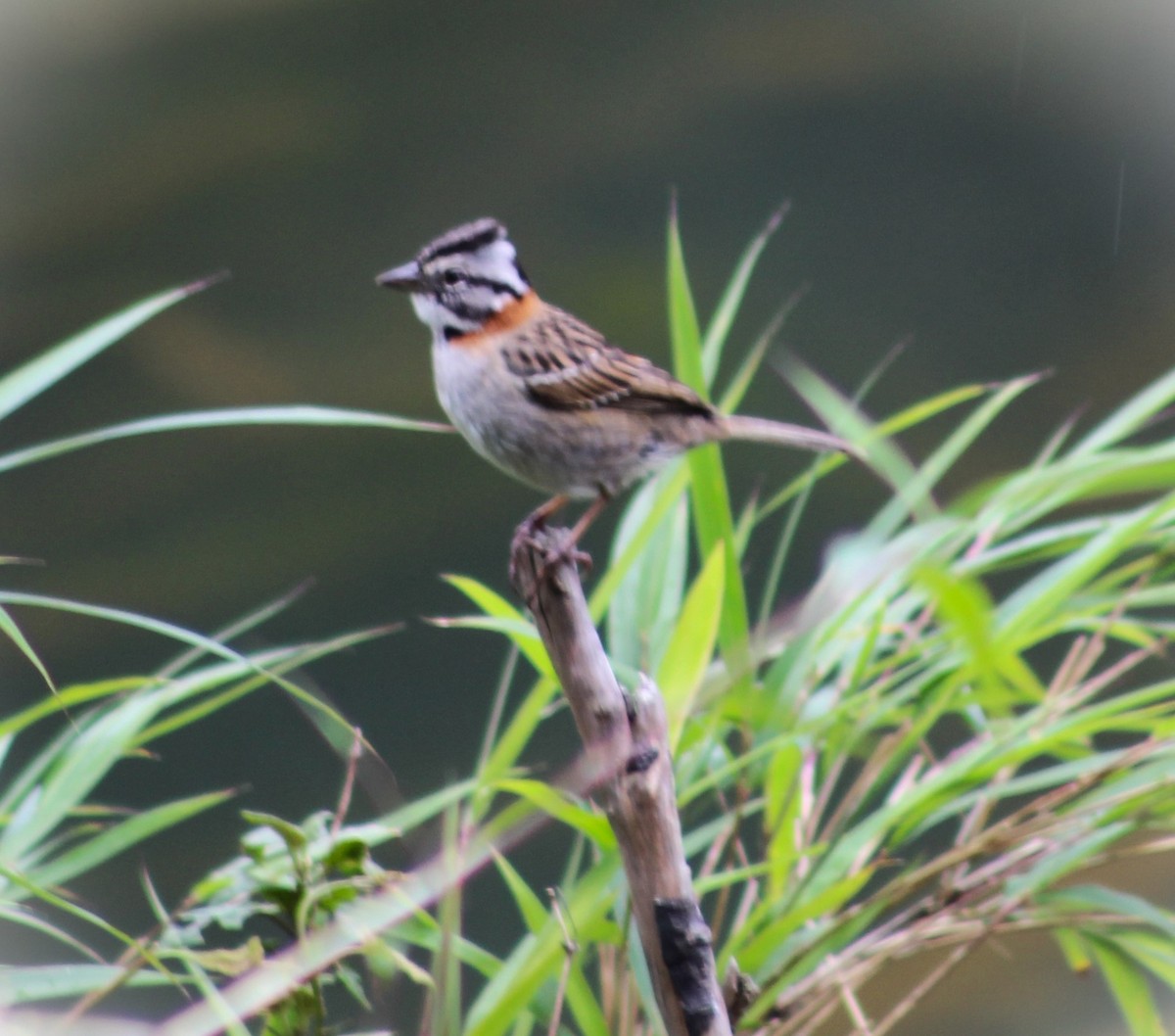 Rufous-collared Sparrow - ML646483250