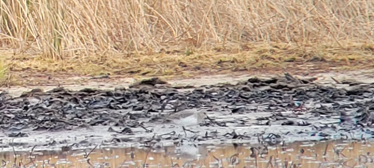 Dunlin - ML646483251