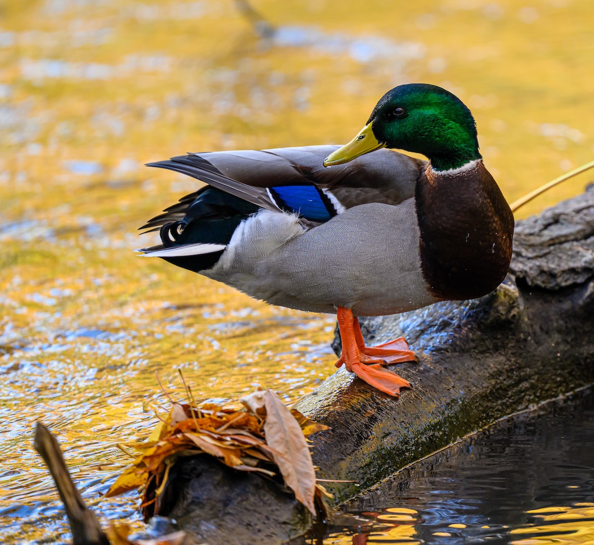 Mallard - ML646483268