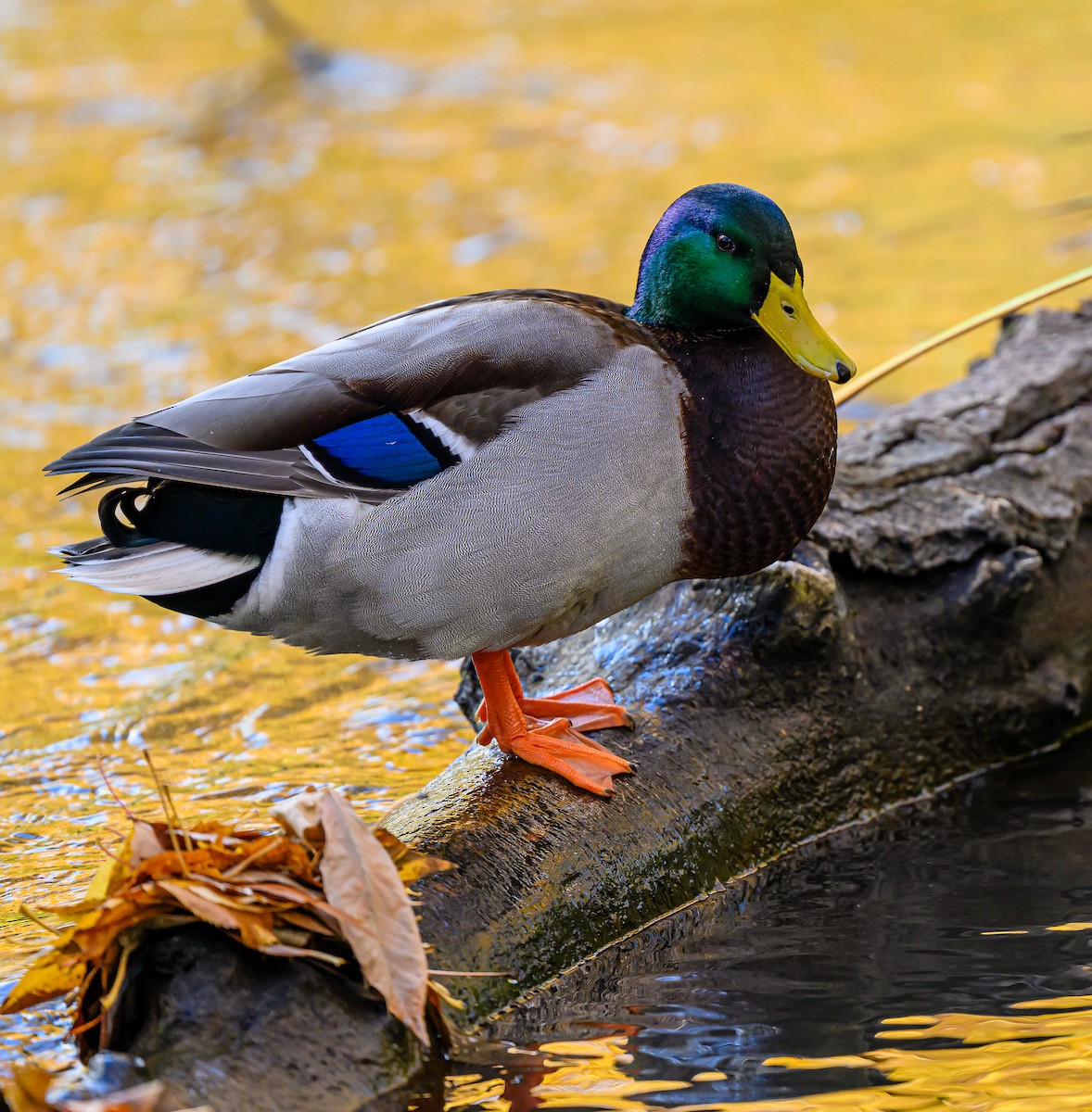 Mallard - ML646483269