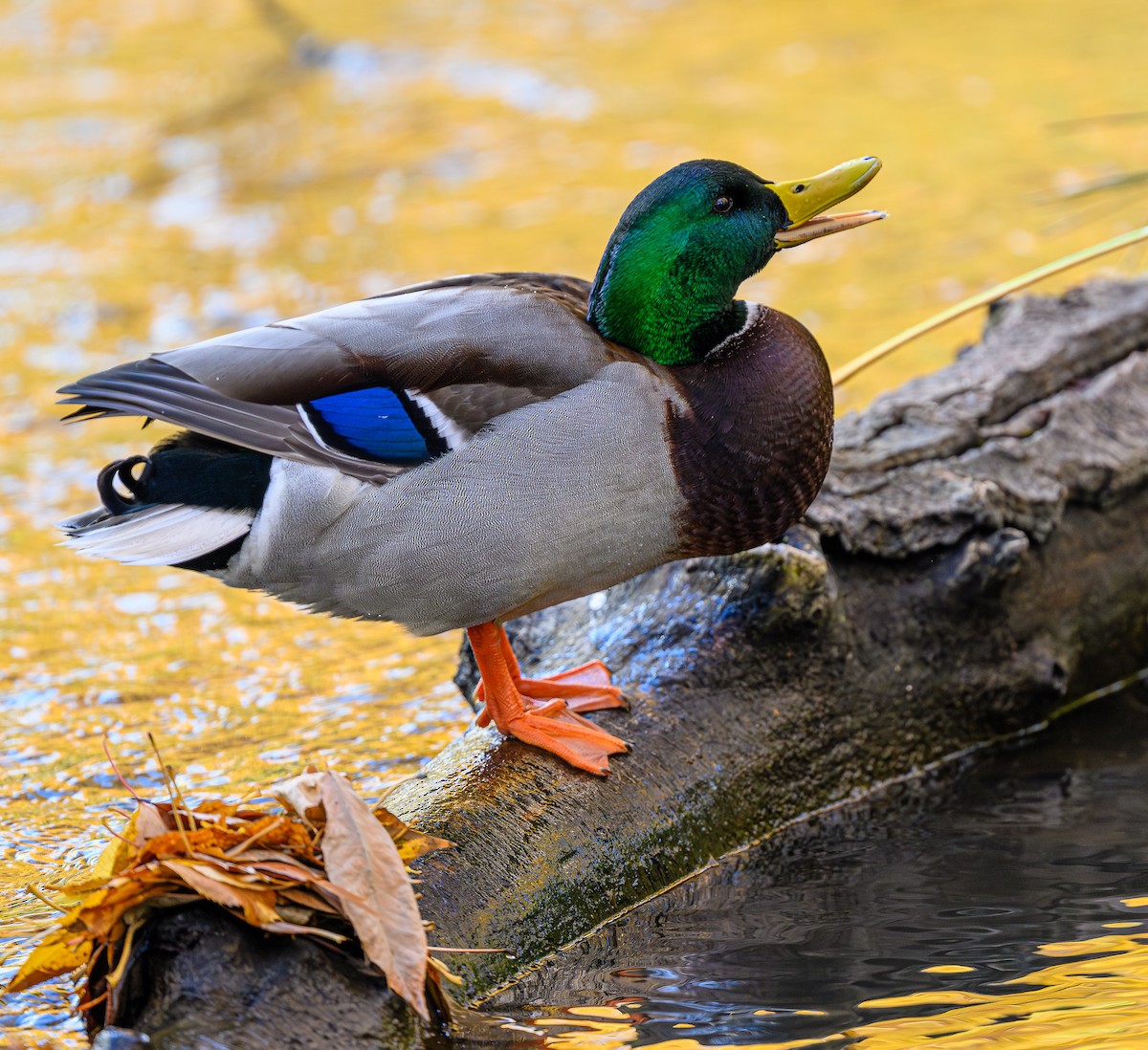 Mallard - ML646483270