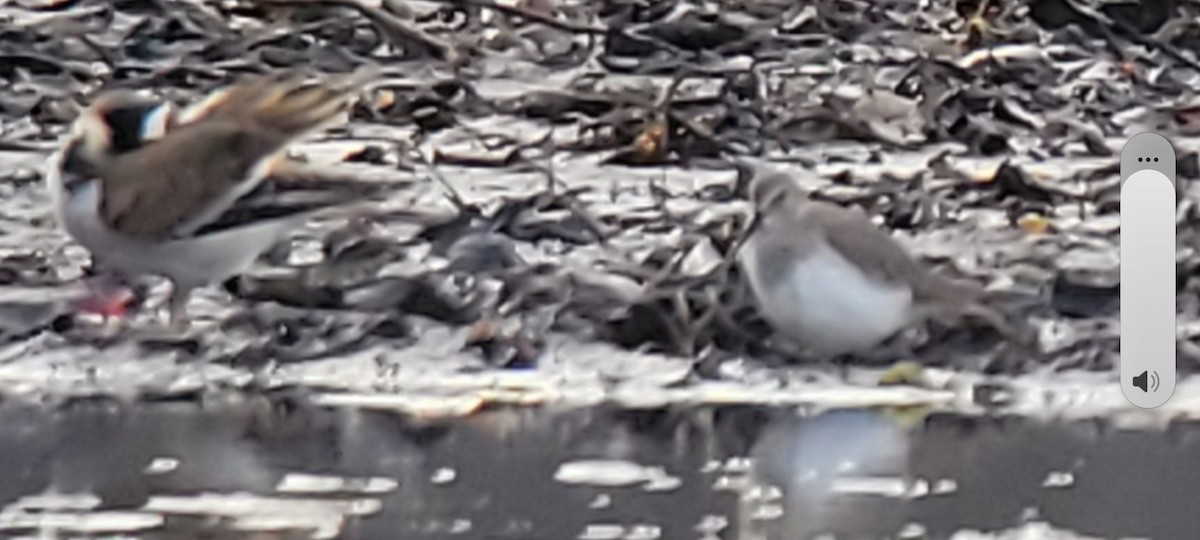 Dunlin - ML646483271