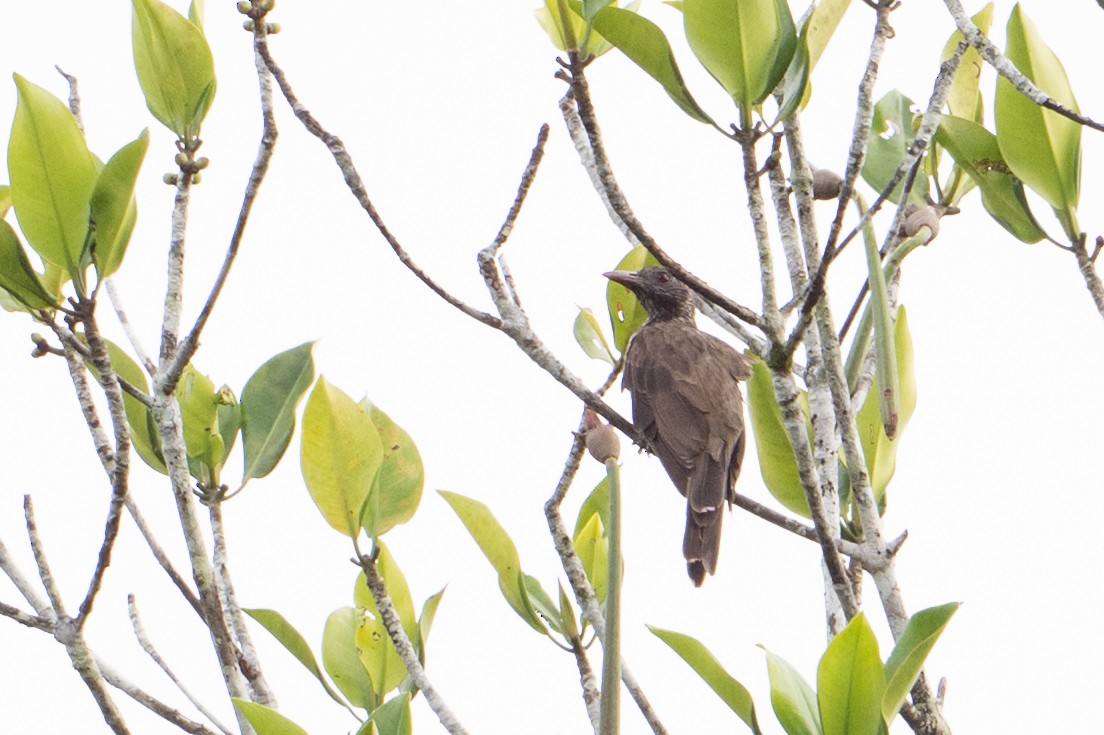 Brown Oriole - ML646483272
