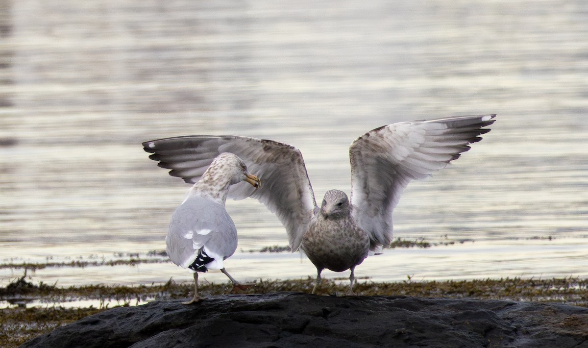 American Herring Gull - ML646483273