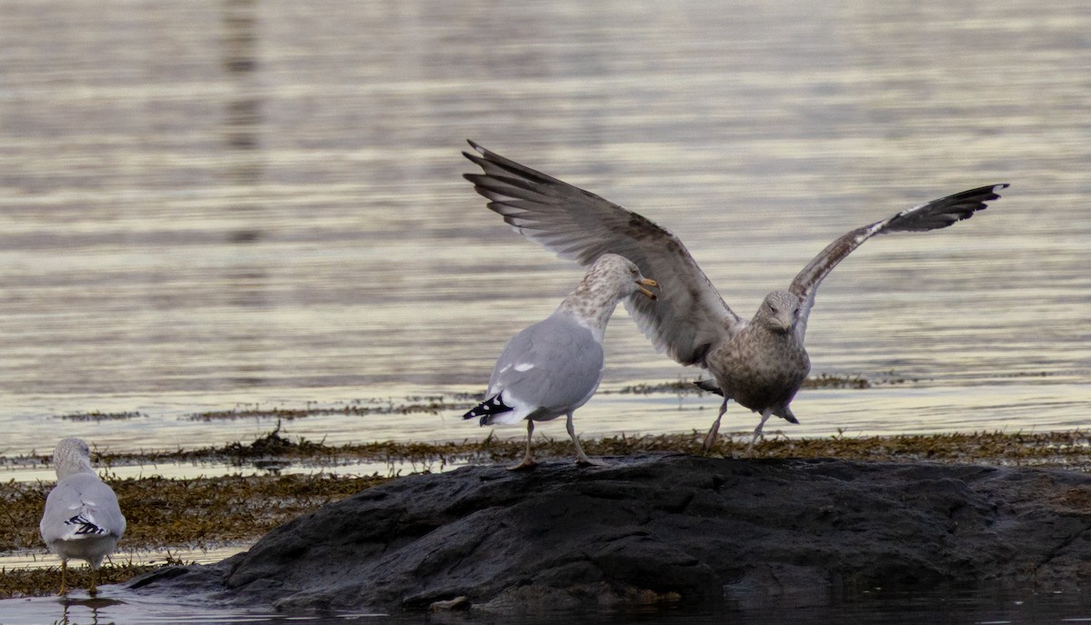 American Herring Gull - ML646483274