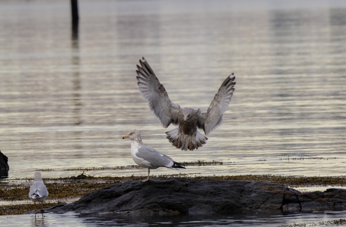 American Herring Gull - ML646483275