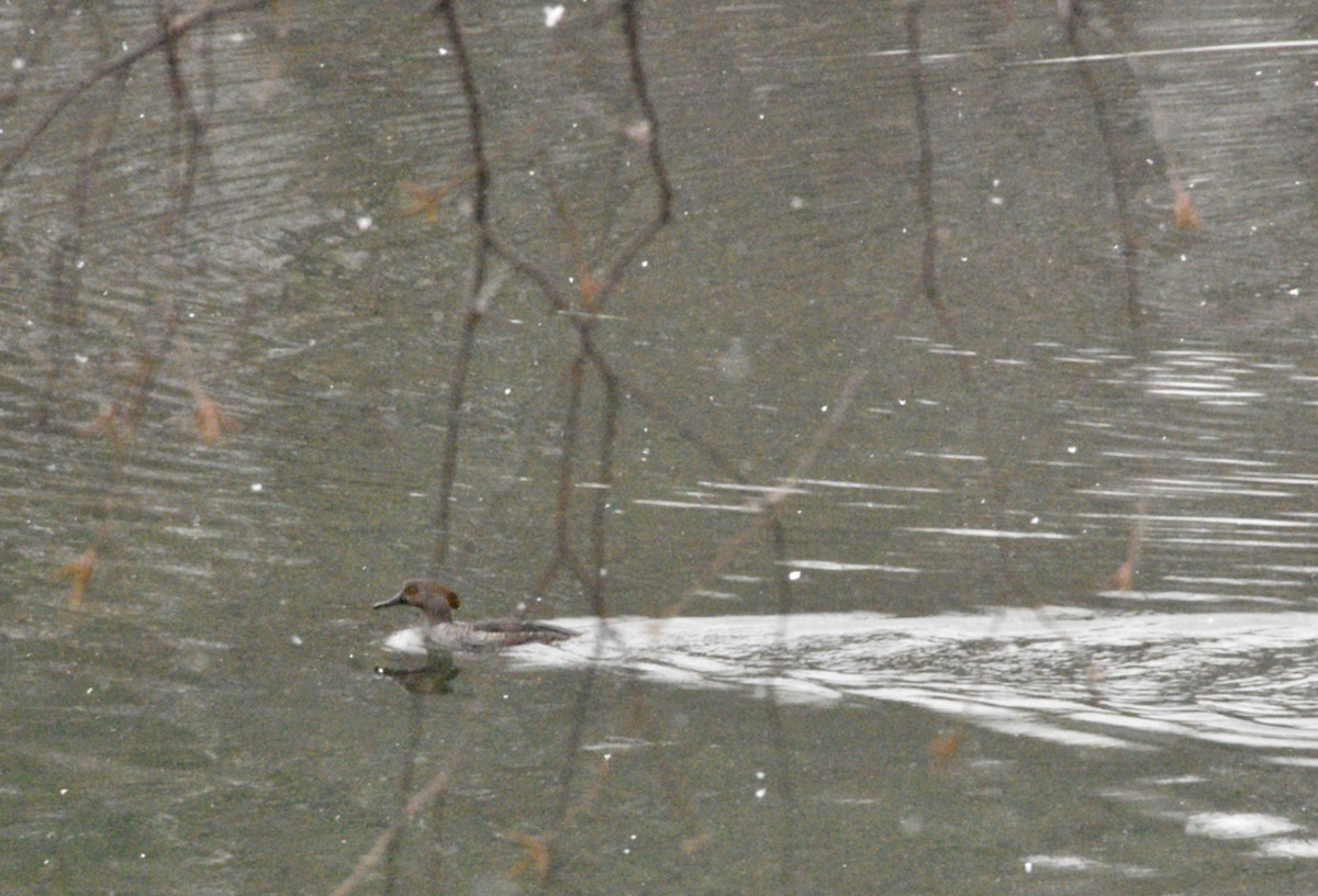 Hooded Merganser - ML646483276