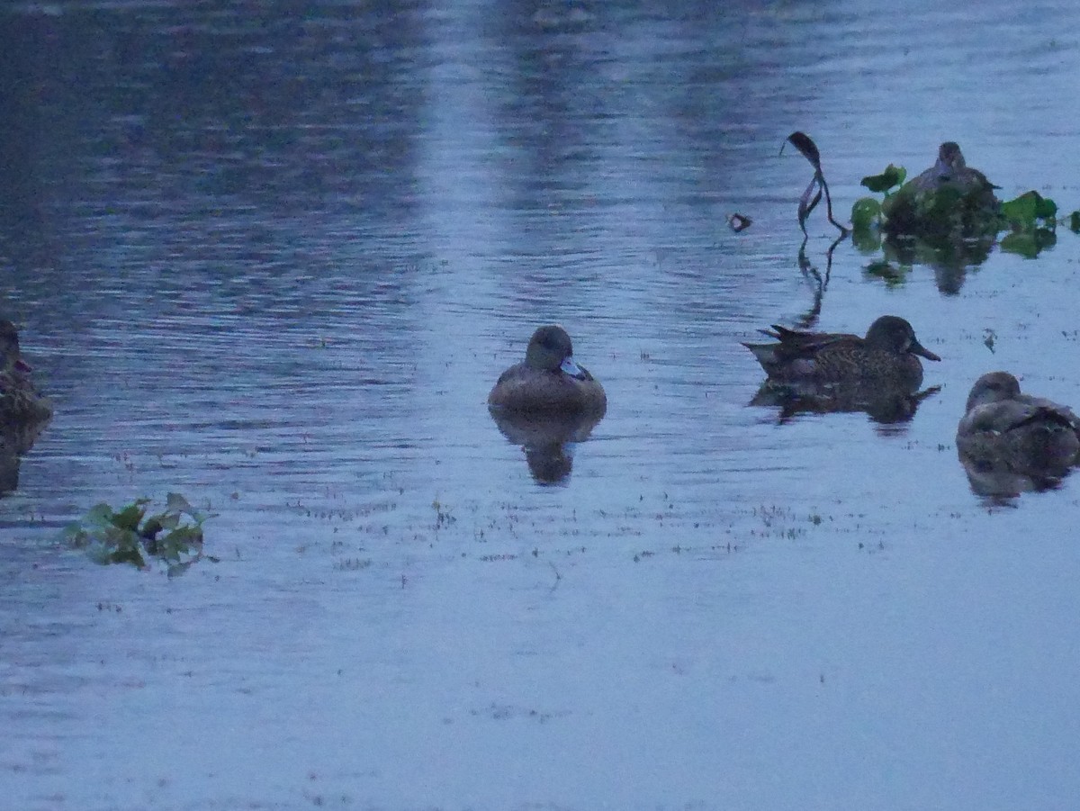 American Wigeon - ML646483277