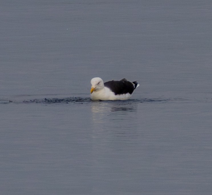 Great Black-backed Gull - ML646483278