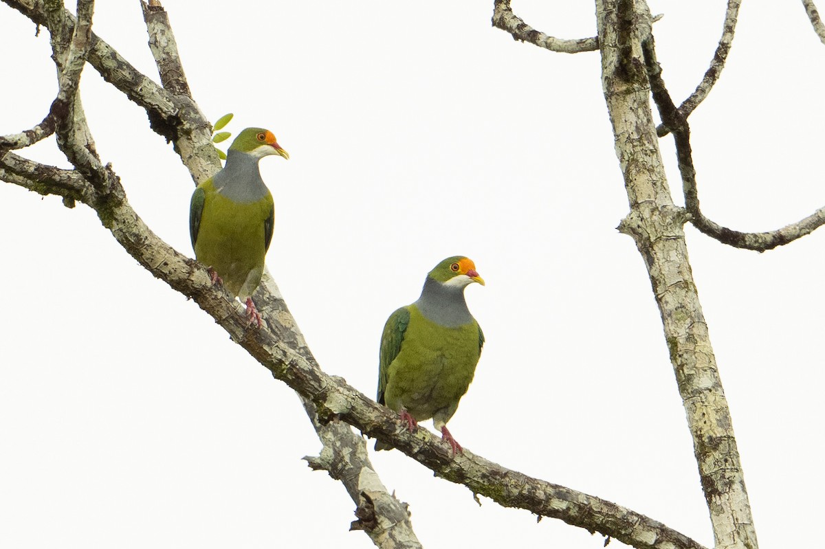 Orange-fronted Fruit-Dove - ML646483279