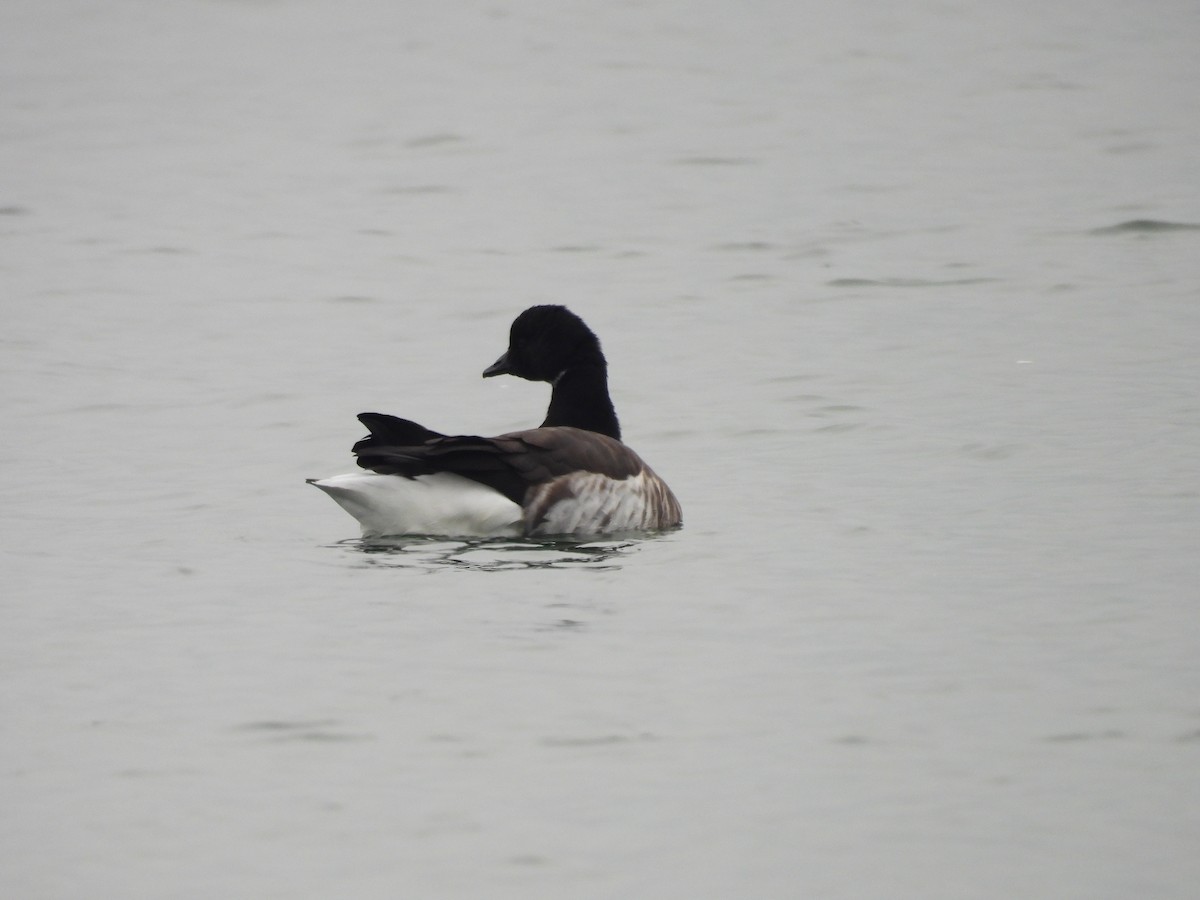 Brant - ML646483281