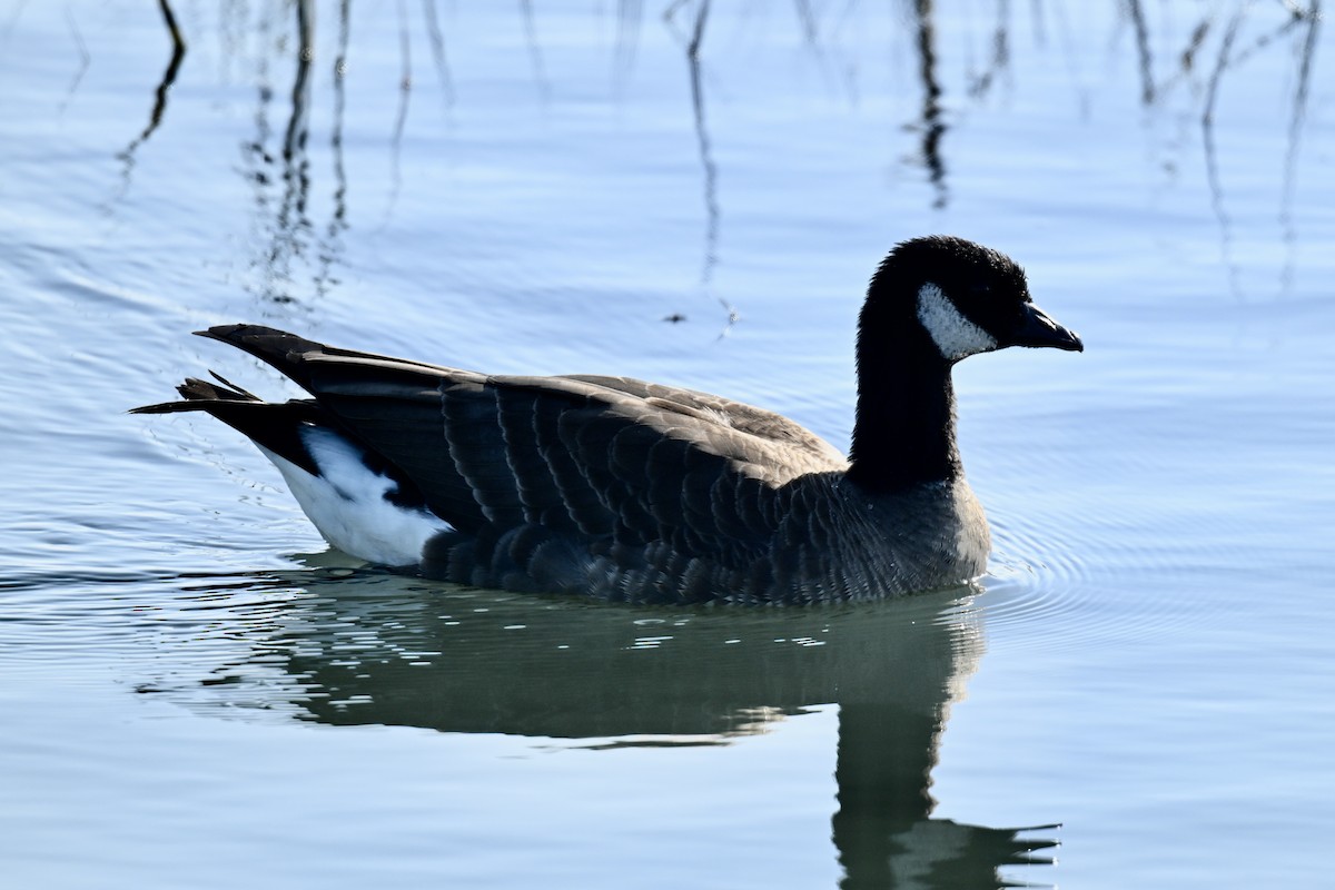 Cackling Goose (minima) - ML646483283