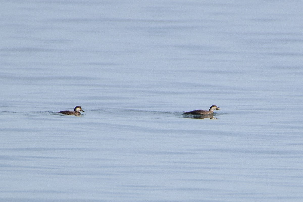 Common Scoter - ML646483284