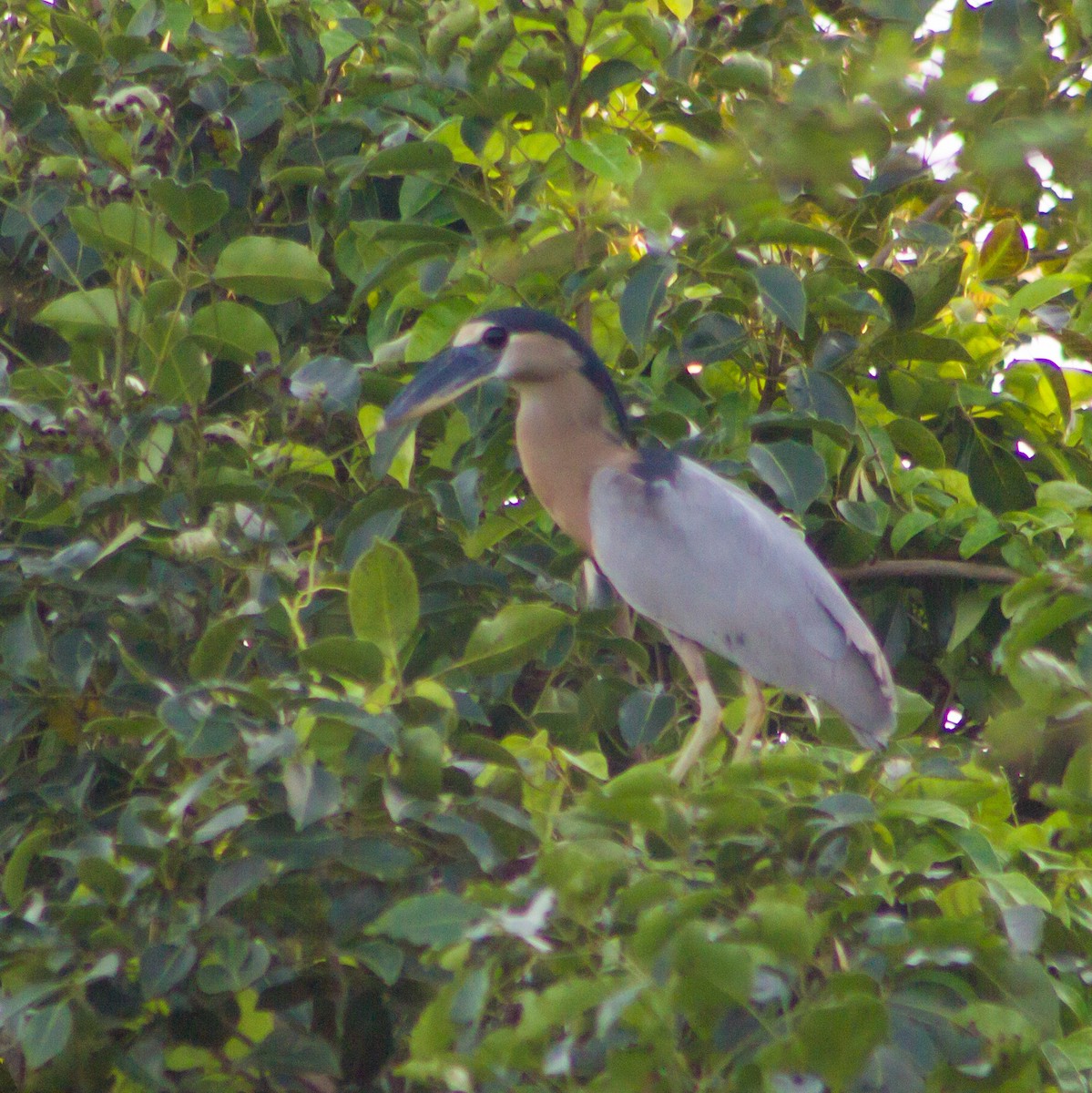 volavčík člunozobý - ML646483285