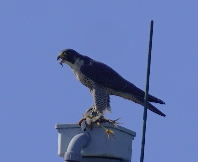Peregrine Falcon - ML646483295